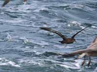 Puffin fuligineux Puffinus griseus