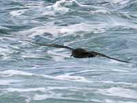 Puffin fuligineux Puffinus griseus