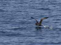 Puffin fuligineux Puffinus griseus