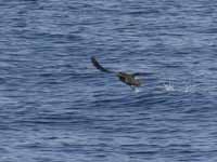 Puffin fuligineux Puffinus griseus