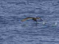 Puffin fuligineux Puffinus griseus