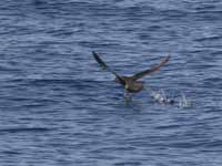 Puffin fuligineux Puffinus griseus