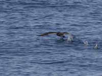 Puffin fuligineux Puffinus griseus