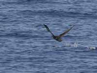 Puffin fuligineux Puffinus griseus