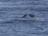 Puffin fuligineux Puffinus griseus