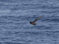 Puffin fuligineux Puffinus griseus