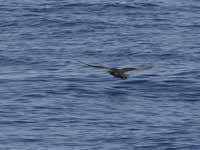 Puffin fuligineux Puffinus griseus