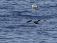 Puffin fuligineux Puffinus griseus