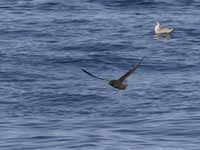 Puffin fuligineux Puffinus griseus