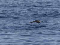 Puffin fuligineux Puffinus griseus