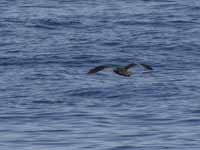 Puffin fuligineux Puffinus griseus