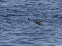 Puffin fuligineux Puffinus griseus