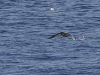 Puffin fuligineux Puffinus griseus