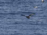 Puffin fuligineux Puffinus griseus