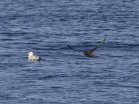 Puffin fuligineux Puffinus griseus