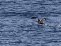 Puffin fuligineux Puffinus griseus