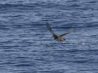 Puffin fuligineux Puffinus griseus