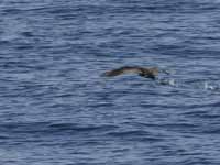 Puffin fuligineux Puffinus griseus