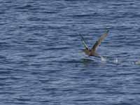 Puffin fuligineux Puffinus griseus