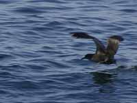 Puffin fuligineux Puffinus griseus