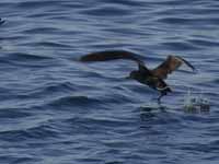 Puffin fuligineux Puffinus griseus