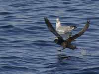 Puffin fuligineux Puffinus griseus