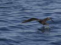 Puffin fuligineux Puffinus griseus