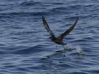 Puffin fuligineux Puffinus griseus