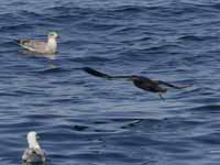 Puffin fuligineux Puffinus griseus