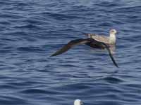 Puffin fuligineux Puffinus griseus