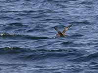 Puffin fuligineux Puffinus griseus