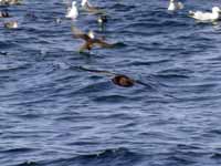 Puffin fuligineux Puffinus griseus