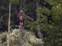 Pygargue à tête blanche Haliaeetus leucocephalus