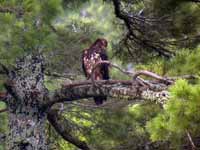 Pygargue à tête blanche Haliaeetus leucocephalus