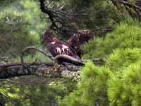 Pygargue à tête blanche Haliaeetus leucocephalus