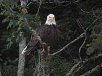 Pygargue à tête blanche Haliaeetus leucocephalus