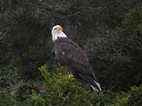 Pygargue à tête blanche Haliaeetus leucocephalus