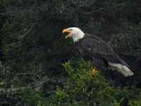 Pygargue à tête blanche Haliaeetus leucocephalus