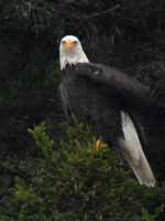 Pygargue à tête blanche Haliaeetus leucocephalus