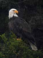 Pygargue à tête blanche Haliaeetus leucocephalus