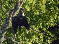 Pygargue à tête blanche Haliaeetus leucocephalus