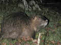 Ragondin Myocastor coypu