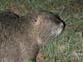 Ragondin Myocastor coypu