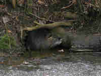 Ragondin Myocastor coypu