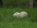 Ragondin Myocastor coypu