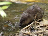 Rat  musqué Ondatra zibethicus