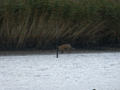 Renard roux Vulpes vulpes crucigera