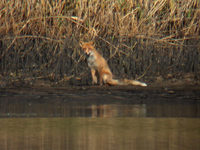 Renard roux Vulpes vulpes crucigera