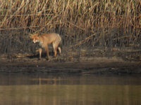 Renard roux Vulpes vulpes crucigera