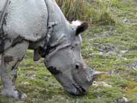 Rhinocéros indien Rhinoceros unicornis